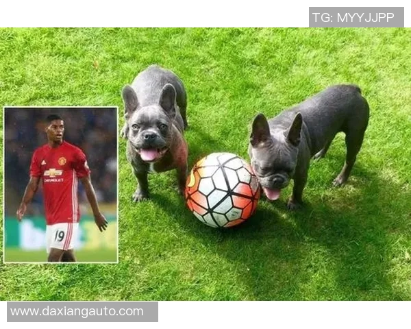 全球足球巨星与他们的爱犬们 揭秘球场之外的忠诚伴侣